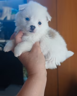 Volpini spitz toy femmine