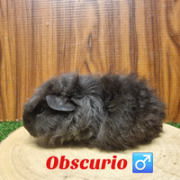 Cavie merino con pedigree