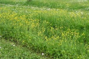 Terreno a erba spontanea