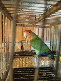 Inseparabile maschio