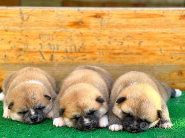 Cucciola di Akita inu