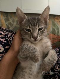 Cucciolo di gatto tabby grigio
