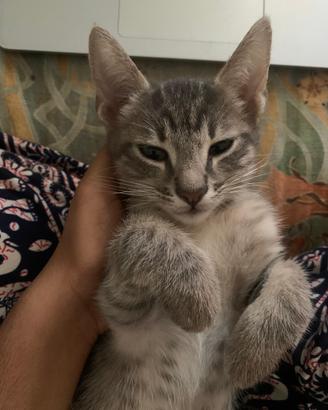 Cucciolo di gatto tabby grigio