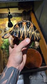 tartaruga a.radiata high yellow femmina 2021 