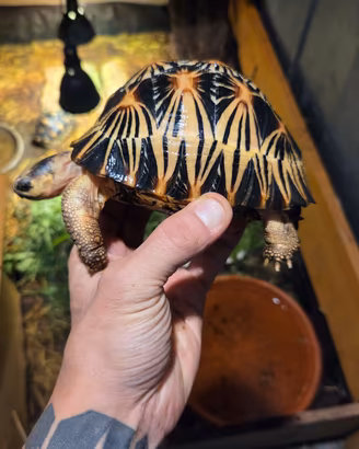 tartaruga a.radiata high yellow femmina 2021 