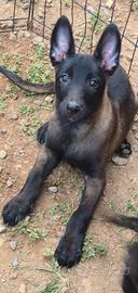 Cuccioli di pastore belga malinois