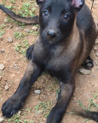 Cuccioli di pastore belga malinois
