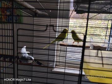 Cambio con una coppia di canarini