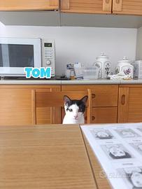 Gattino di 6 mesi