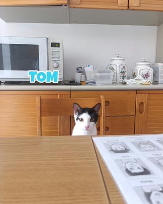 Gattino di 6 mesi