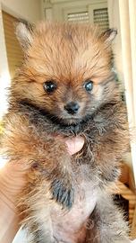 Cuccioli Spitz Pomeriana prezzo poco trattabile