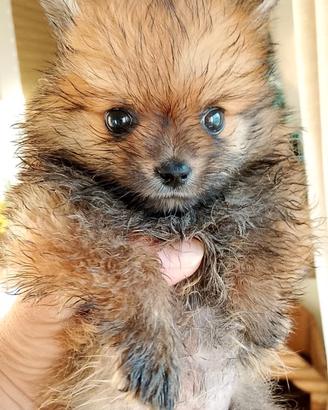 Cuccioli Spitz Pomeriana prezzo poco trattabile