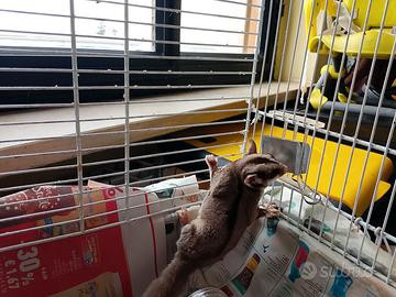 Coppia petauri dello zucchero