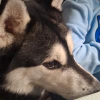 Adozione husky