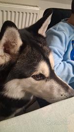 Adozione husky