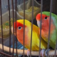 Inseparabili