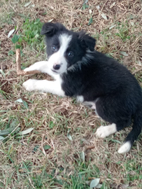Cuccioli border collie con pedigree