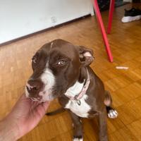 Pitbull 5 mesi