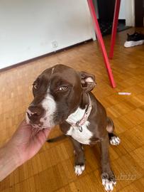 Pitbull 5 mesi