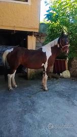 Cavalla
