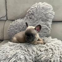 Bulldog francese blu