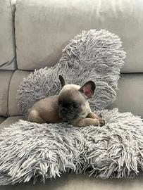 Bulldog francese blu