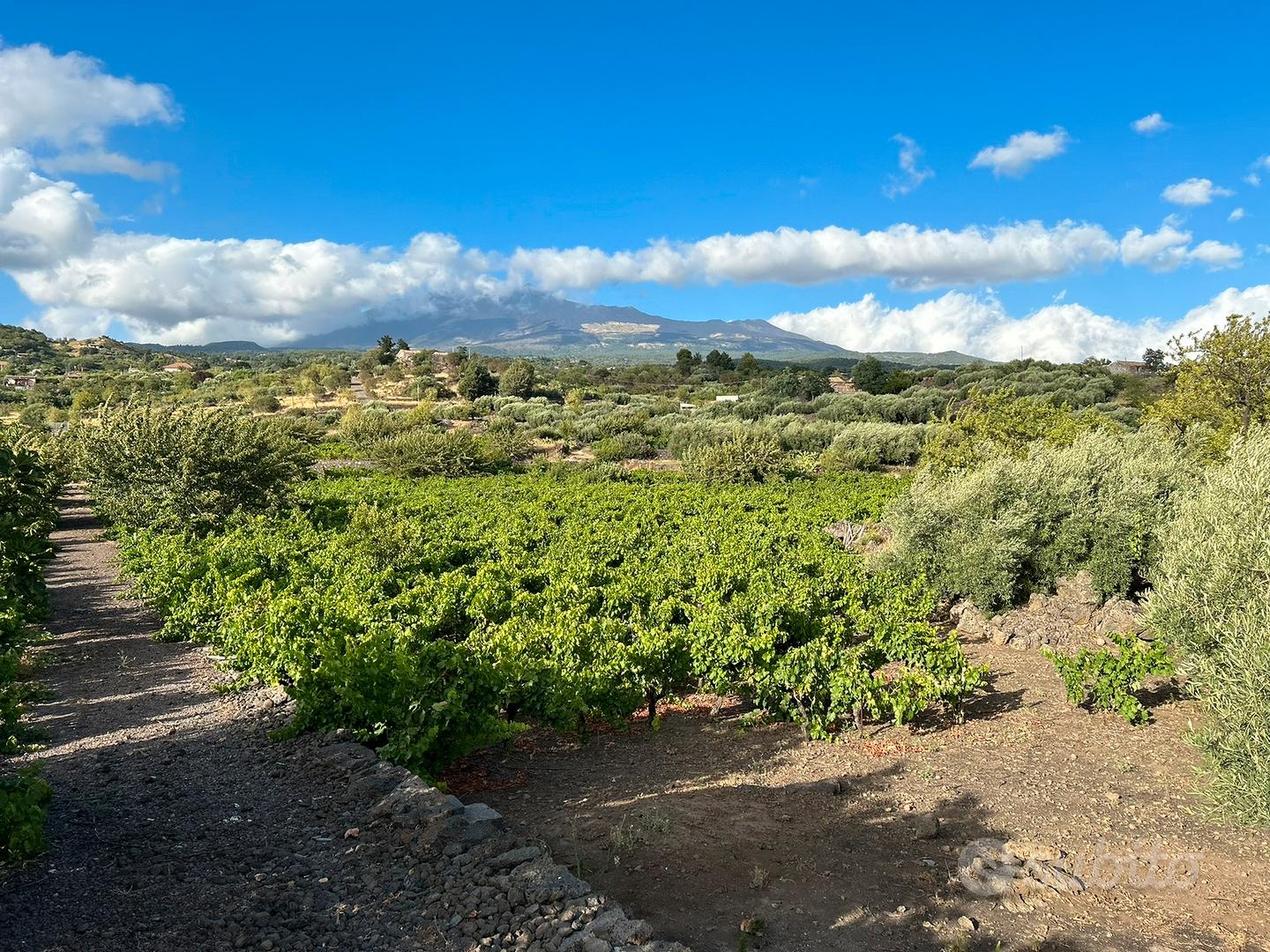 Terreno di 14000mq -Edific.- Vigneto, Uliveto - Vista 2