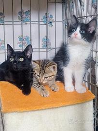 In adozione gattini