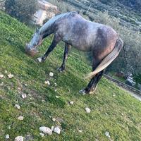 Cavalla