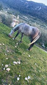 Cavalla