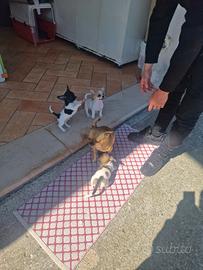 Cucciolo chihuahua di 2 mesi