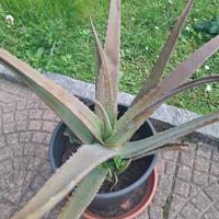 Aloe vera