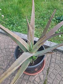 Aloe vera