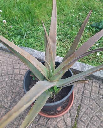 Aloe vera