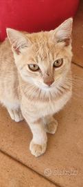 Gatti da adottare