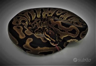 Pitone reale