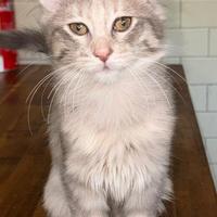 Gattina di razza, Angora Turco - Bibita