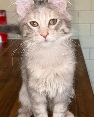 Gattina di razza, Angora Turco - Bibita