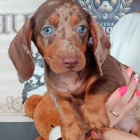 Cuccioli bassotti Kaninchen Arlecchino e Choco