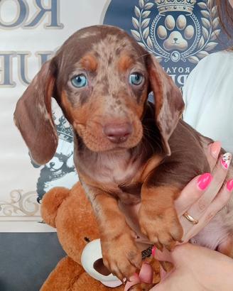 Cuccioli bassotti Kaninchen Arlecchino e Choco