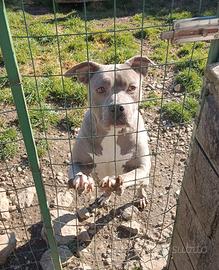 Amstaff American Staffordshire Terrier adozione