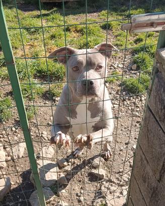 Amstaff American Staffordshire Terrier adozione