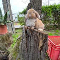 Conigli nani arieti minilop