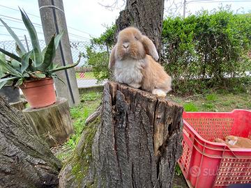 Conigli nani arieti minilop