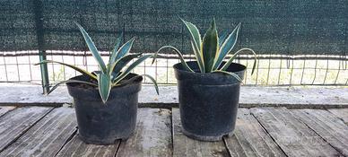 Vasi di Agave Americana. 