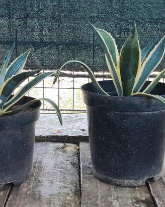 Vasi di Agave Americana. 