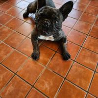 Bulldog Francese