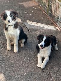 Border collie maschio e femmina