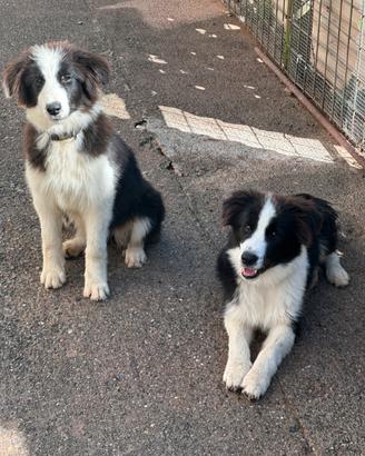 Border collie maschio e femmina