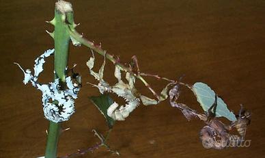 u.o.v.a. insett foglia secca exatato tiara fasmide